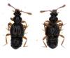 Bibloporus minutus